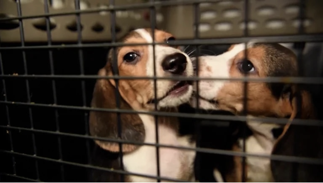 Unos 4.000 beagles que estaban destinados a experimentos farmacológicos en EEUU buscan hogar