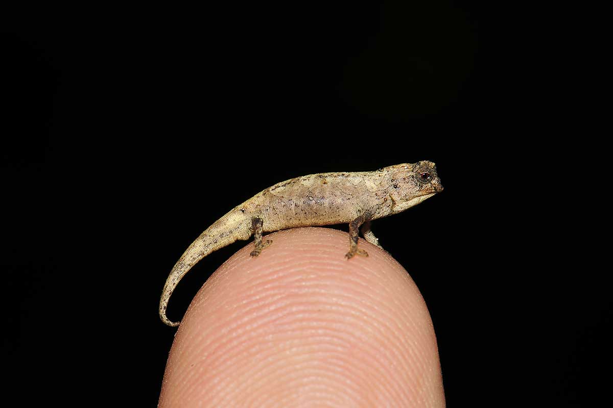 0reptilito