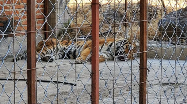 AbandonadosalaireibrasencontraroaunadecenadeanimalesexticosenunranchodeJalisco