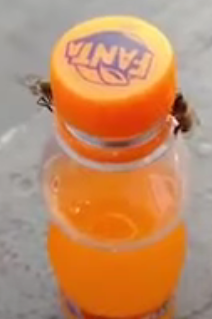 AbjasFanta