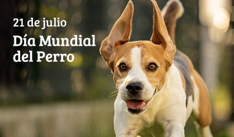 DMundialdelPerro