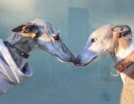 DaMundialdelGalgo