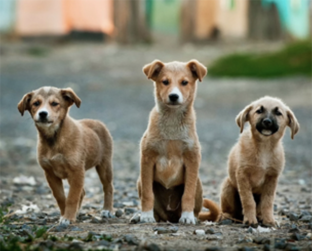 Día Internacional del Animal sin Hogar