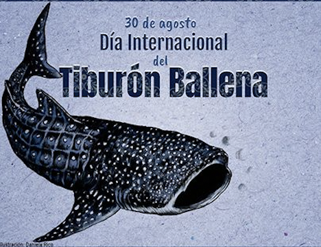 Día Internacional del Tiburón Ballena
