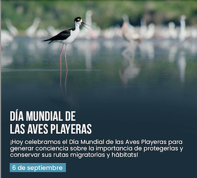 Día Mundial de las Aves Playeraspng