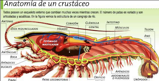 ElcorazndelasgambasseencuentraenlcabezaTambitienenunsistemacirculatorioabiertoloquesignificquenotienenarteriasysusganootanirectamenteenlasangre