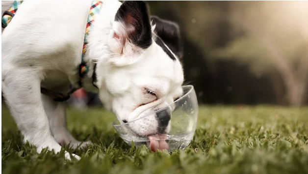 La extraña y fascinante manera en que los perros beben agua según la física