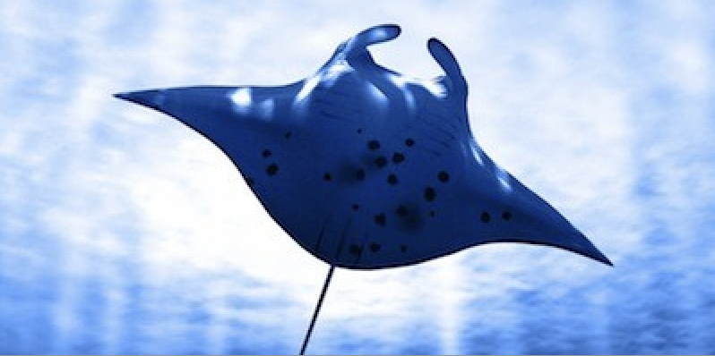Lasmantarrayaspuedenreconocerseenunespejo
