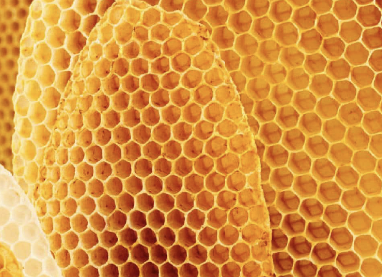 Latripofobiaes