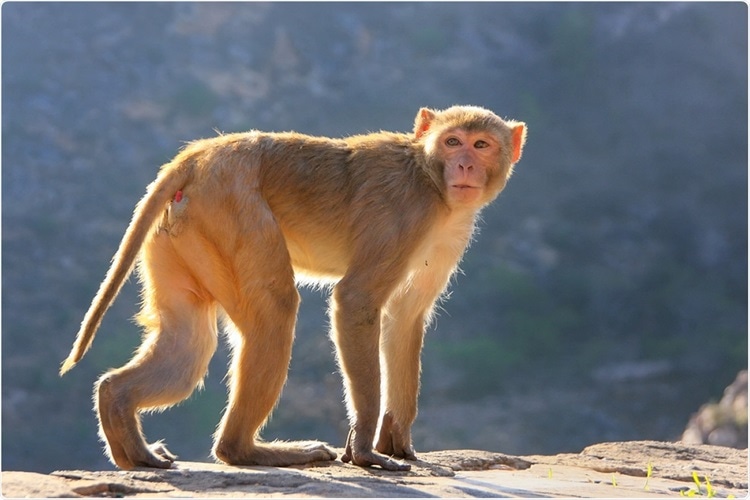 Macaco