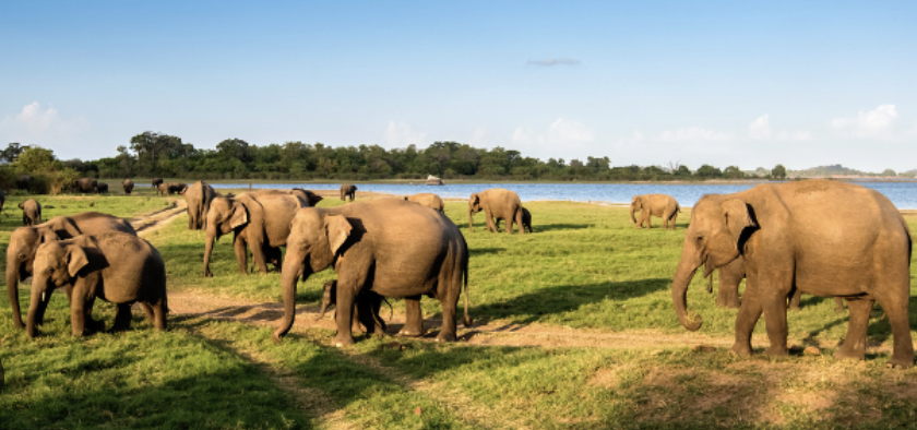 PuedehacerunsafarienSriLanka