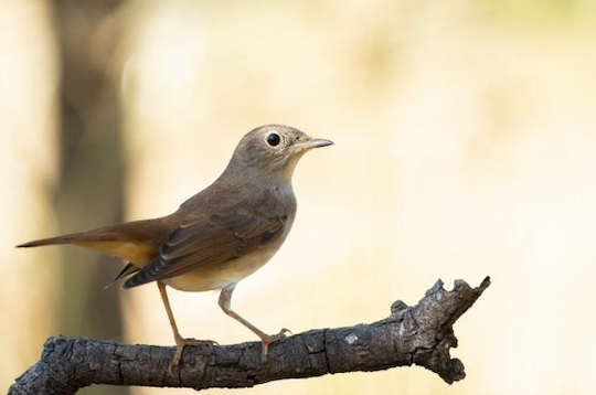 Sabías que algunos pájaros cantan en la noche