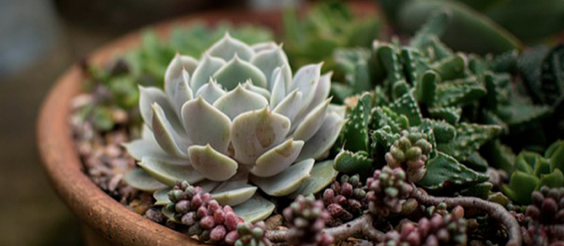 Sabías que puedes adoptar una planta en peligro de extinción