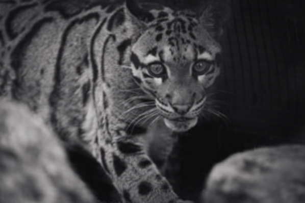 Se celebra el Día Internacional del Leopardo Nubladopng