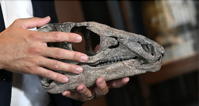 Subastarán en París un dinosaurio de 150 millones de años que fue encontrado en los sedimentos de un río