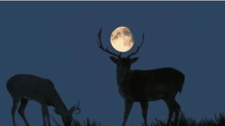 Superluna de ciervo
