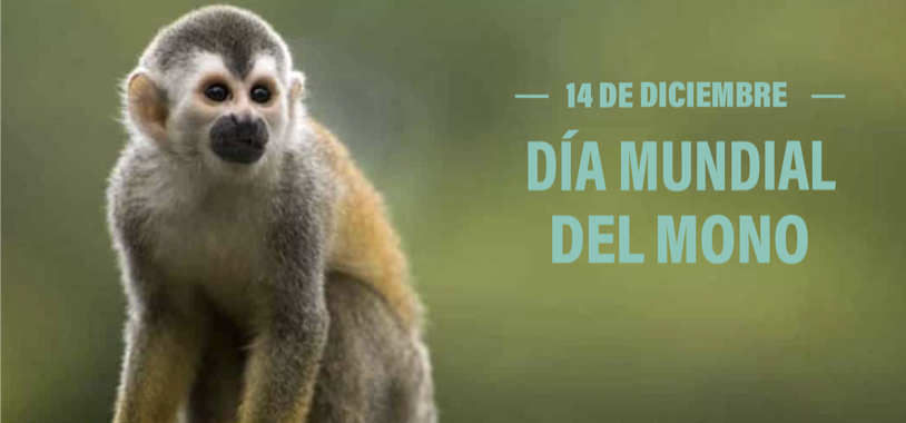  MundialdelMono