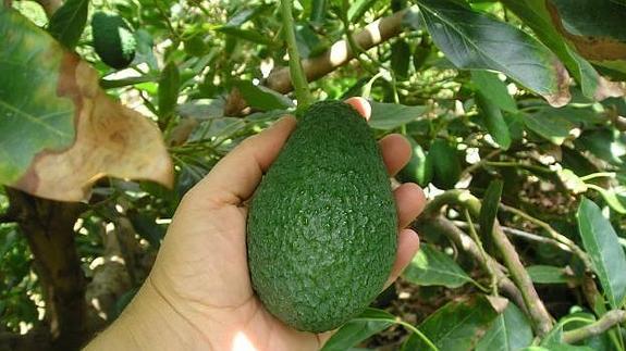 aguacates en arbol