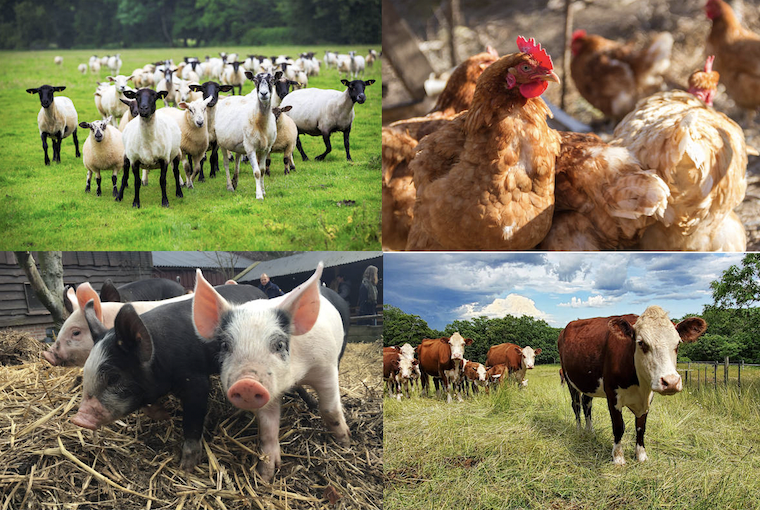 animales de granja