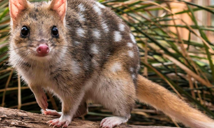 animalquecreianextintodesde1880fuehalladoenaustralia