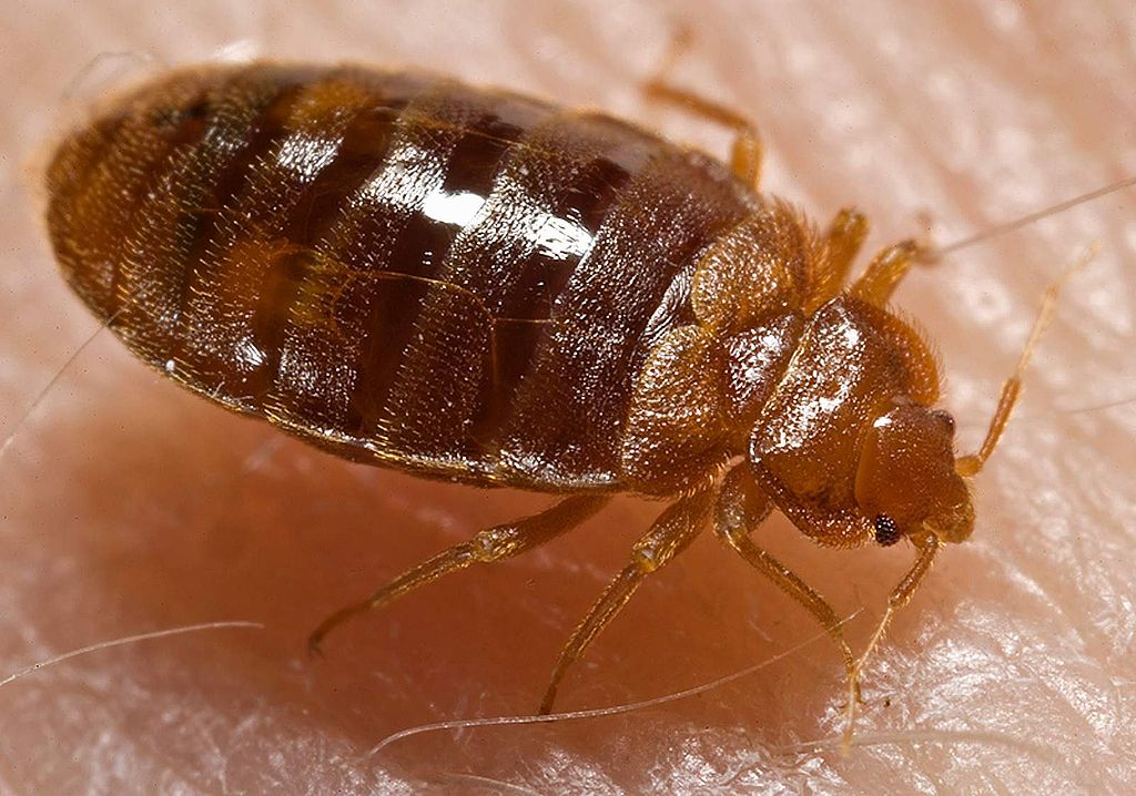 bedbugs