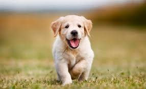 cachorro