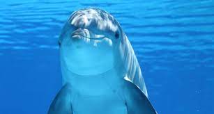delfines