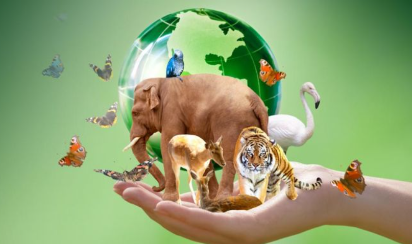 diamundialdelosanimales4deoctubre