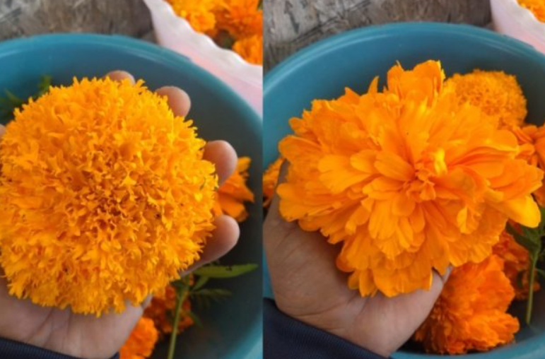 flordecempasuchilcomodiferenciarlaflormexicanadelachina