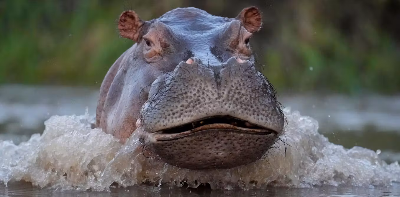 hipo