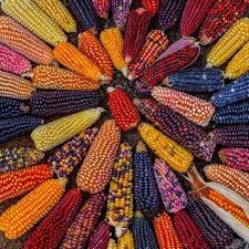 maizcolores