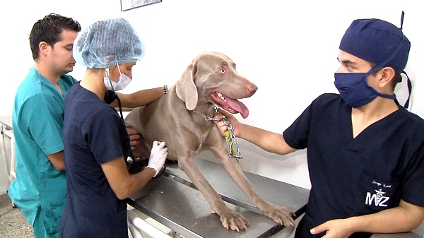 medicos veterinarios