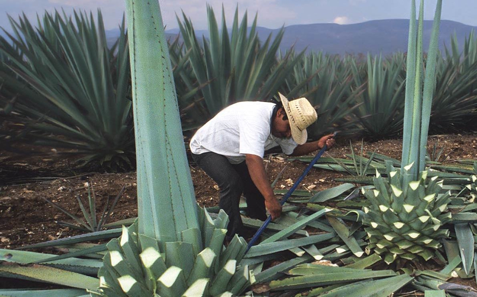 mezcaledomex