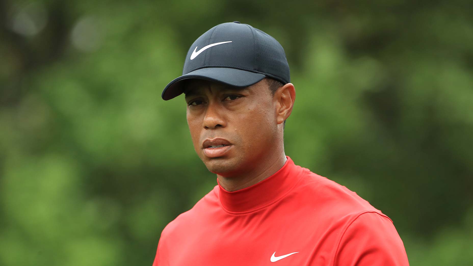 tiger stare
