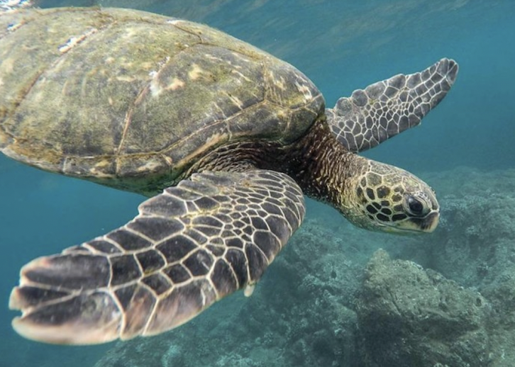 tortugas