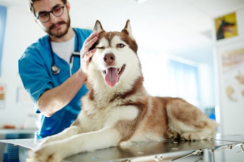 vet